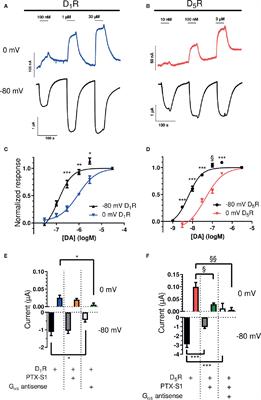 Voltage-Dependent Dopamine Potency at D1-Like Dopamine Receptors